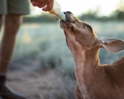 The Kangaroo Sanctuary