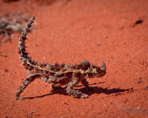 Alice Springs Reptile Centre