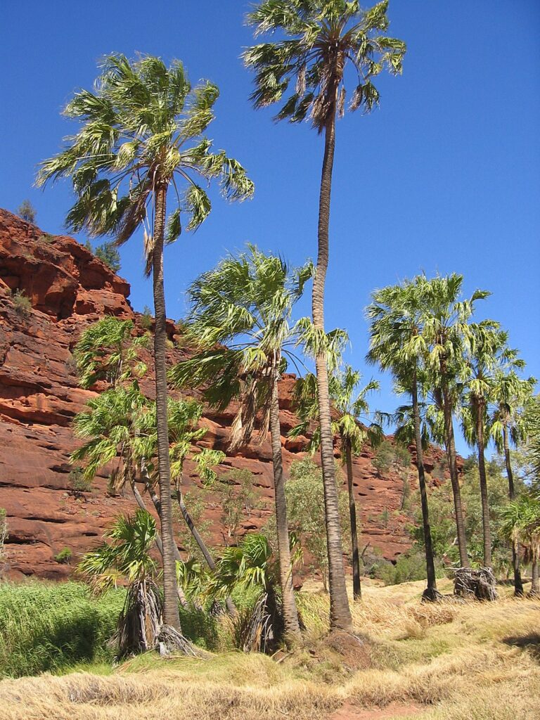 Red Cabbage Palms of Palm Valley in Finke Gorge National Park